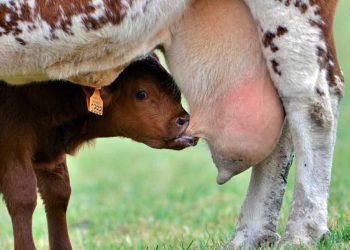 İneklerde Meme Ödemi