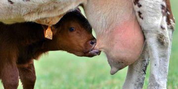 İneklerde Meme Ödemi