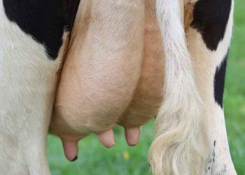 İneklerde Meme Yangıları ve Döl Verimi