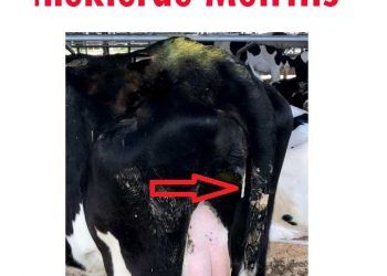 İneklerde Metritis (Uterus Yangısı, Rahim İltihabı)