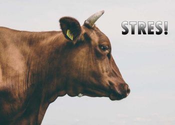 İneklerde Stres, Konfor ve Verim Arasındaki İlişki