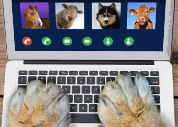 İneklere Bilgisayarlı Çöpçatan Hizmeti