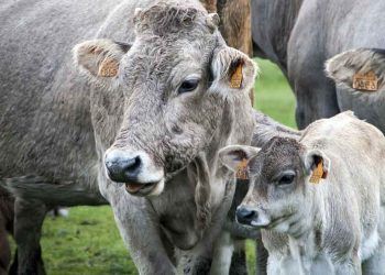 İneklerin Döl Tutma Kriterleri