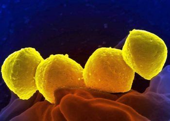 İneklerin Mikrop Kardeşliği