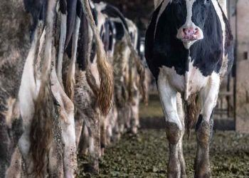 İneklerin Süt Verimini Etkileyen Faktörler