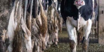 İneklerin Süt Verimini Etkileyen Faktörler