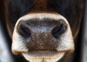 İneklerin Uyum Sorunu