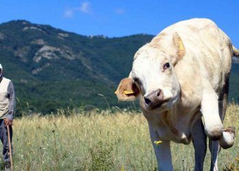 İnsanlar ve inekler