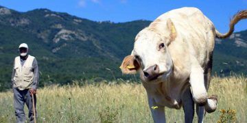 İnsanlar ve inekler