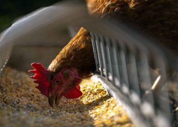 Kanatlılarda Yem Üretimi ve Dağıtımda Biyogüvenlik