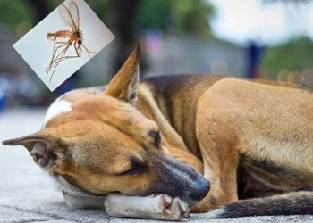 Köpeklerde Leishmaniasis Hastalığı