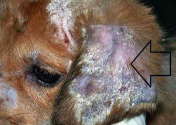 Köpeklerde Mantar Enfeksiyonları (Dermatophytosis)