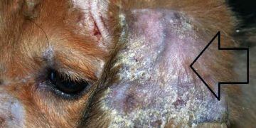 Köpeklerde Mantar Enfeksiyonları (Dermatophytosis)