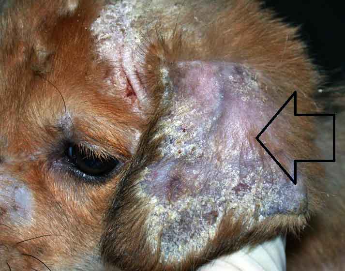 Köpeklerde Mantar Enfeksiyonları 
