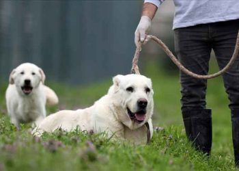 Safkan akbaş ve kangal sahiplenmek isteyenler aylarca sıra bekliyor