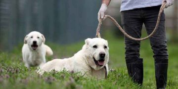 Safkan akbaş ve kangal sahiplenmek isteyenler aylarca sıra bekliyor