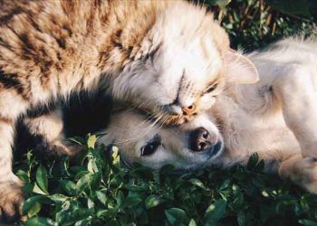 Sahipli Kedi ve Köpeklerin Kimliklendirilmesi Zorunlu Olacak