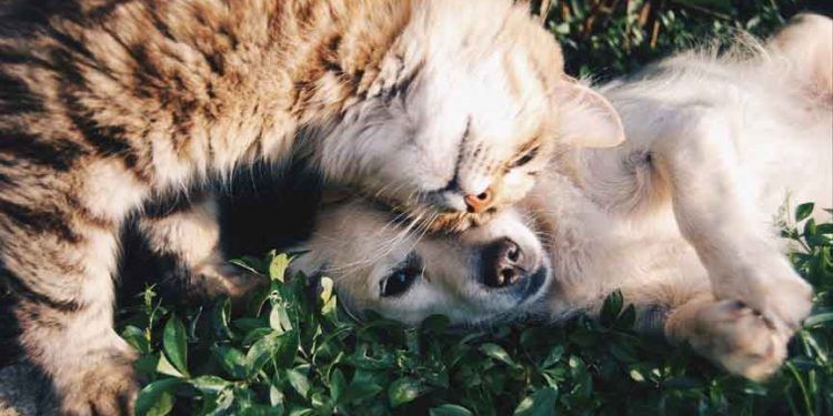 Sahipli Kedi ve Köpeklerin Kimliklendirilmesi Zorunlu Olacak