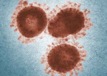 Virülan Virüsler Nedir?