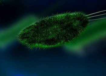 Virülans Faktörü Nedir?