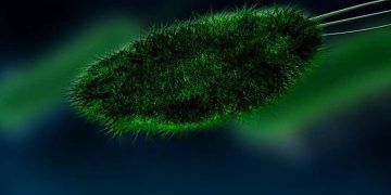 Virülans Faktörü Nedir?