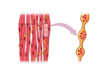 Viseral Düz Kas Nedir?