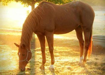 Atların Beslenmesinde Kaba Yemlerin Önemi