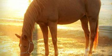 Atların Beslenmesinde Kaba Yemlerin Önemi