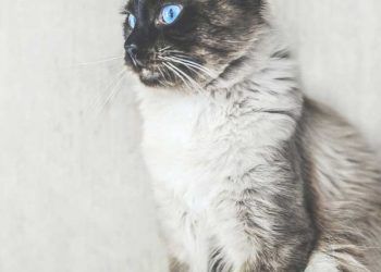 Balinese Kedi Irkı ve Özellikleri