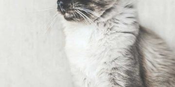 Balinese Kedi Irkı ve Özellikleri