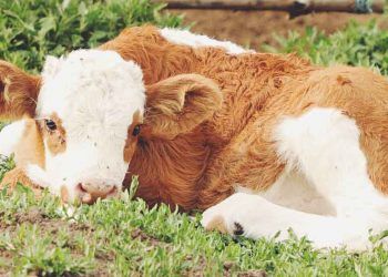 Buzağılarda Kulak Yangıları (Otitis)