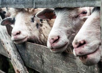 Çiftliklerde Hayvan Refahı ve Hastalıklar