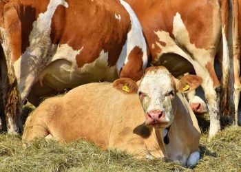 Doğumdan Sonra İştahsız İnek