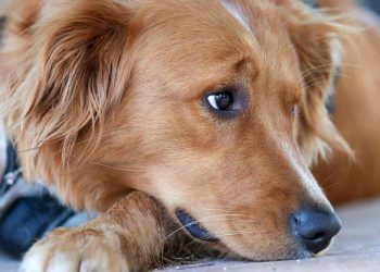 Emziren Köpek Nasıl Beslenmelidir? (Laktasyon Dönemi)