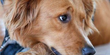 Emziren Köpek Nasıl Beslenmelidir? (Laktasyon Dönemi)