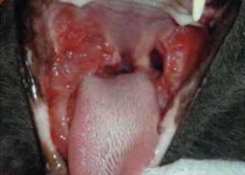 Feline Gingivitis Stomatitis
