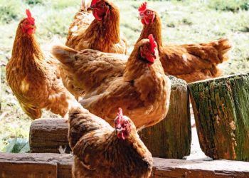 Free-Range Tavuk Yetiştiriciliği