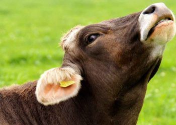 İnekler Neden Kesime Gider?