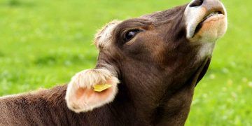 İnekler Neden Kesime Gider?