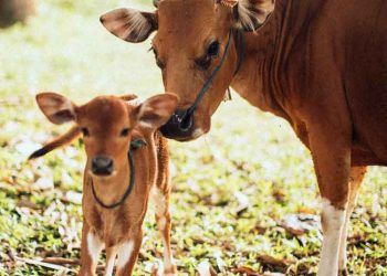 İneklerde Doğumdan Sonra Oluşabilecek Problemler