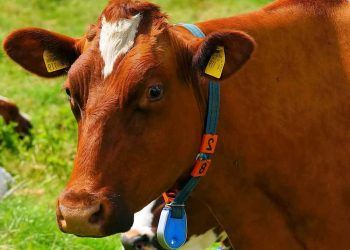 İneklerde Goldilocks Diyeti