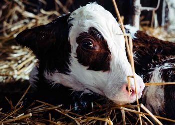 İneklerde Güç Doğum