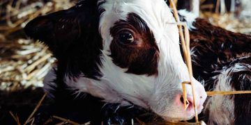 İneklerde Güç Doğum