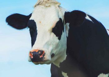 İneklerde Sosyal Stres