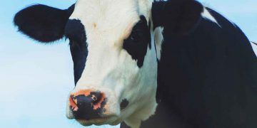 İneklerde Sosyal Stres