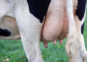 İneklerde Yaz Mastitisi