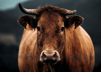 İneklerin Karnı Neden Şişer?