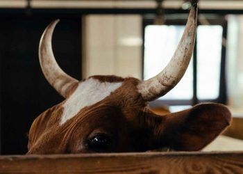 İneklerin Kuru Dönemi