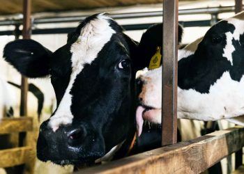 İneklerin Performansını Geliştiren 10 Önemli Adım