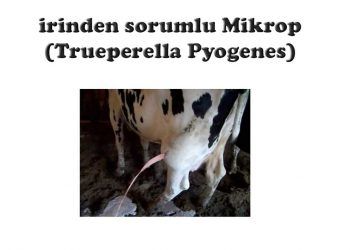 İrinden Sorumlu Mikrop